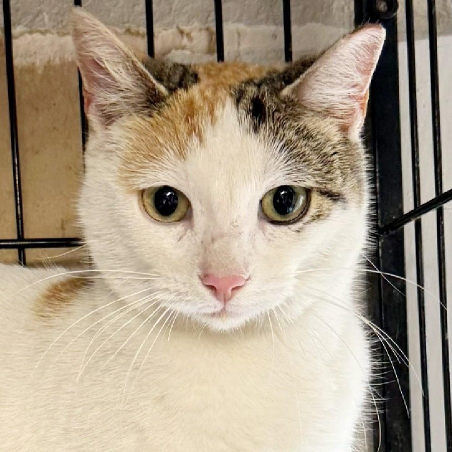 Enlarge Biscuit, an adopted mixed breed in Bulverde, TX image 4/6