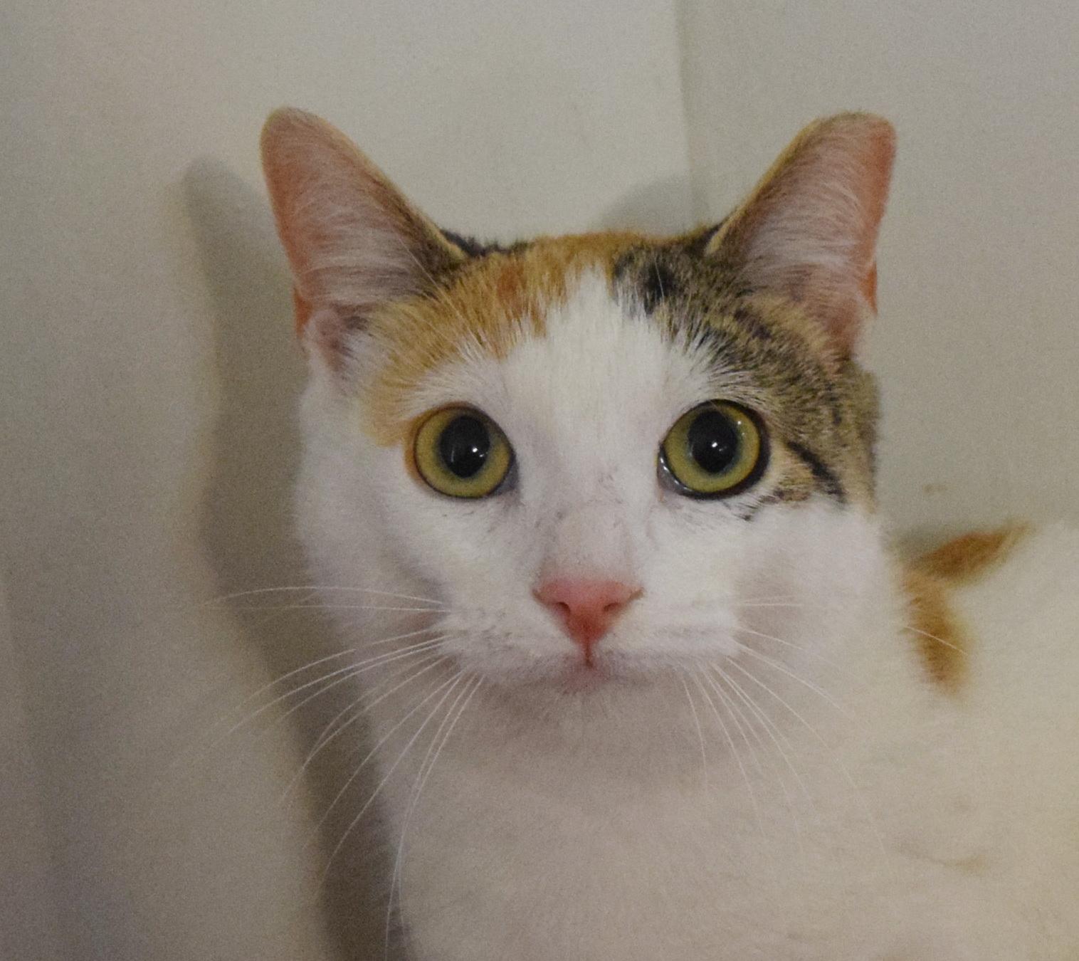 Enlarge Biscuit, an adopted mixed breed in Bulverde, TX image 6/6