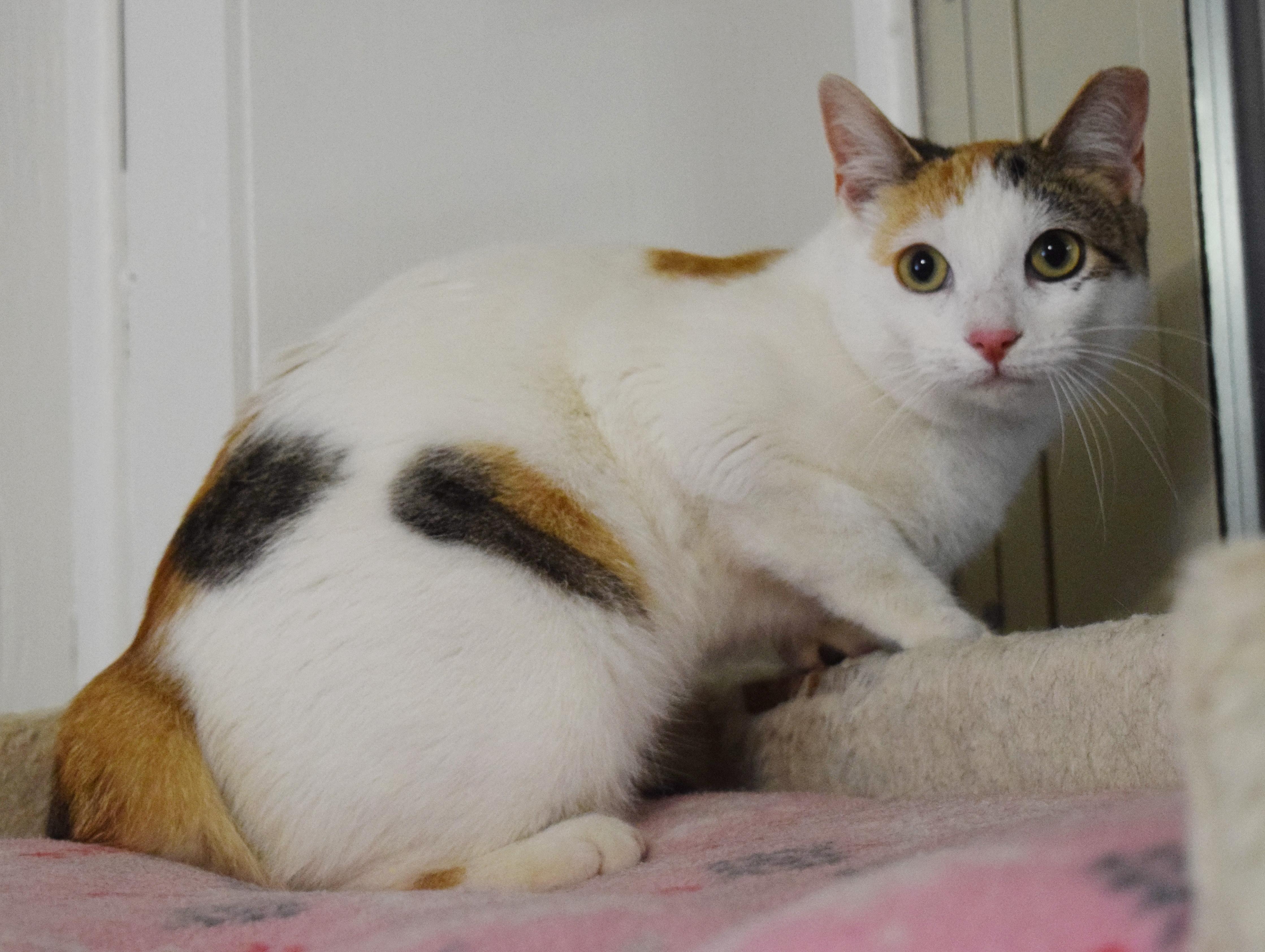 Enlarge Biscuit, an adopted mixed breed in Bulverde, TX image 5/6