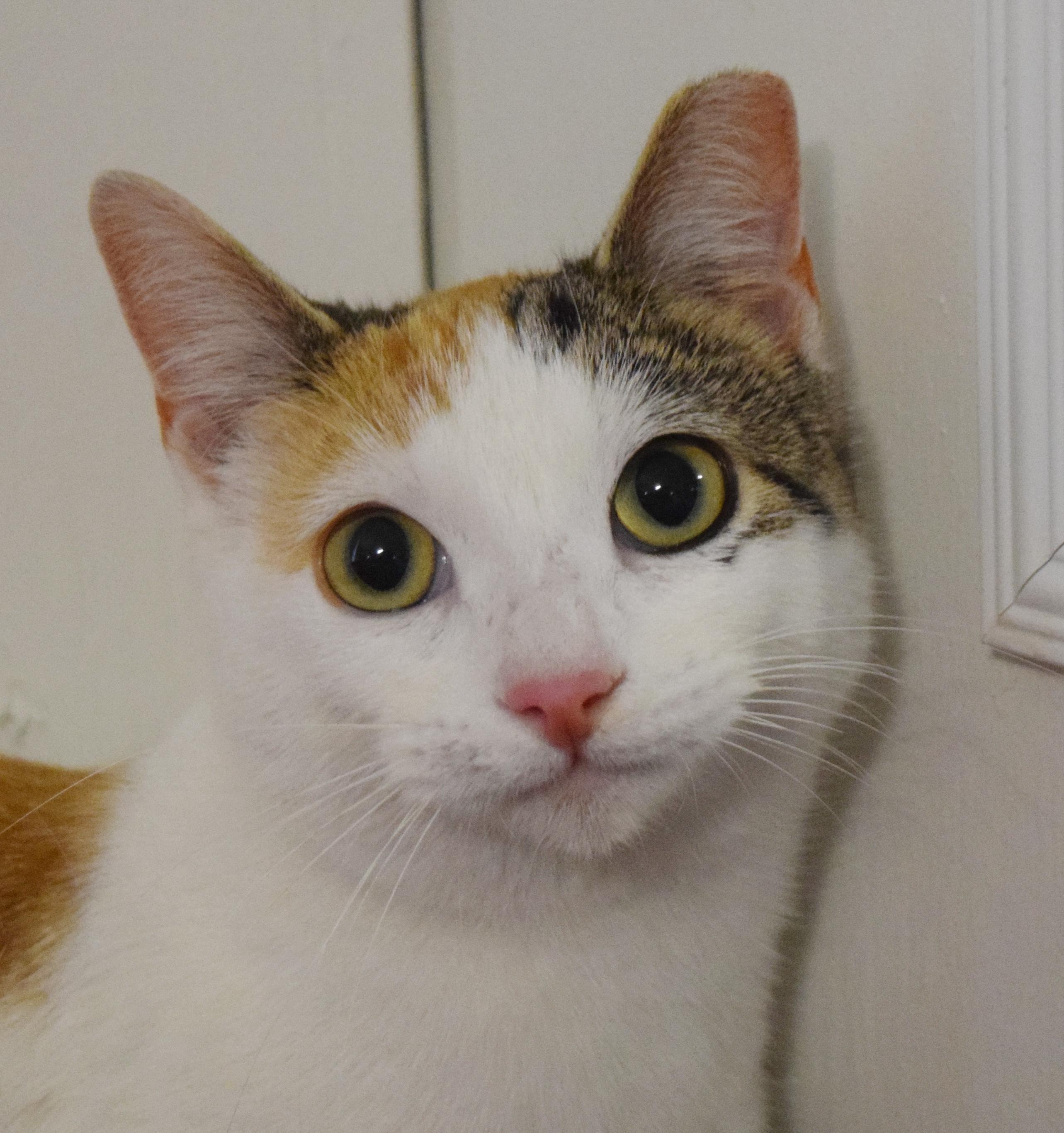 Biscuit, adopted, Young Female Domestic Short Hair.
