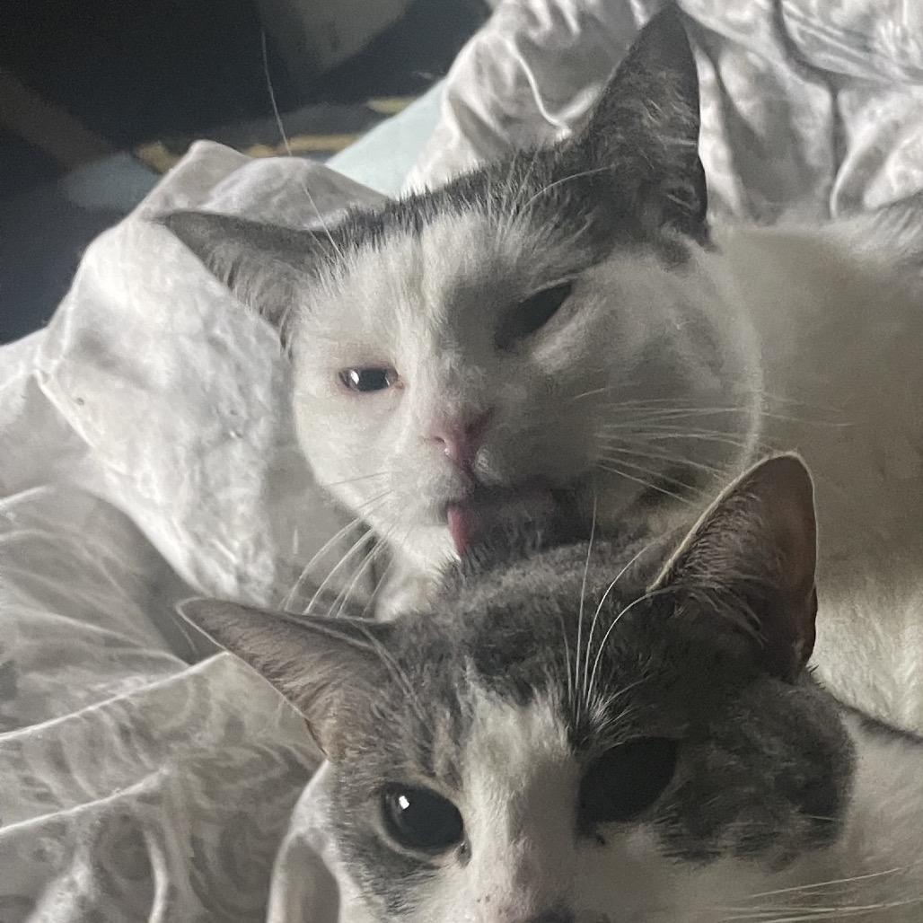 Artemis, Adoptable, Adult Female Domestic Short Hair.