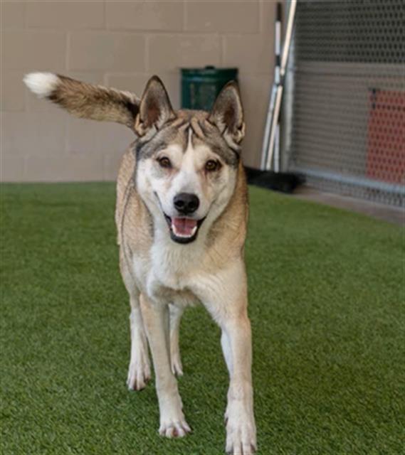 DUNCAN, Adoptable, Adult Male German Shepherd Dog & Husky.