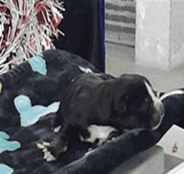 Enlarge Savannah, a ADOPTABLE mixed breed in Commerce City, CO image 1/1