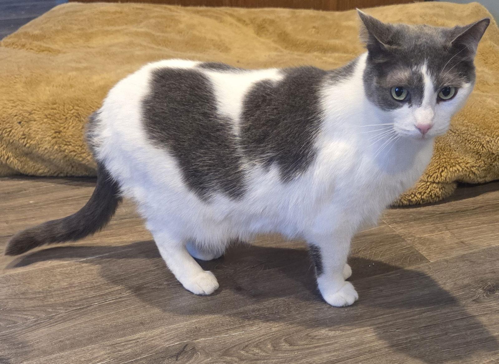 Enlarge Lucile, a Adoptable Domestic Short Hair in Forest Lake, MN image 1/3