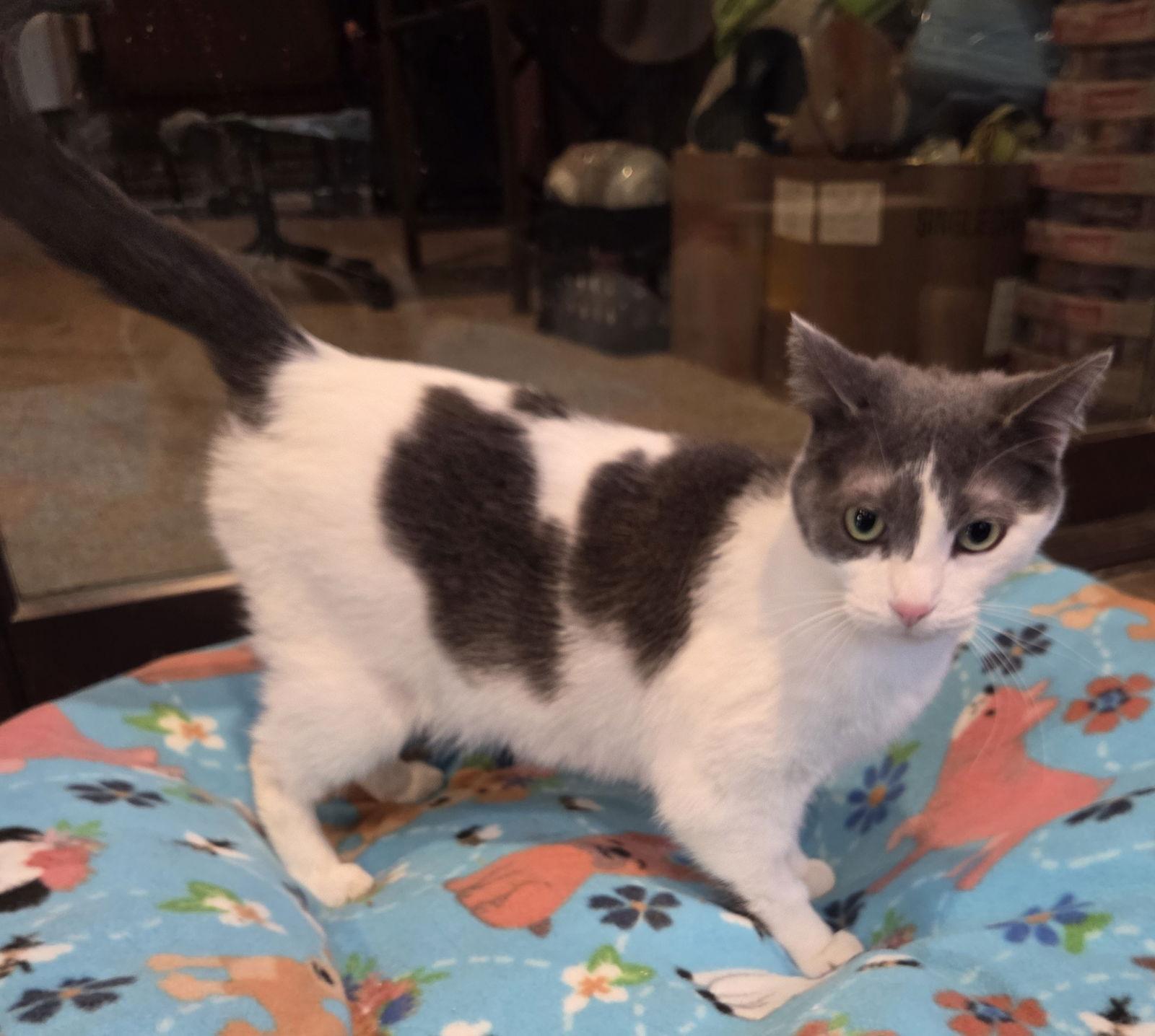 Lucile, Adoptable, Adult Female Domestic Short Hair.