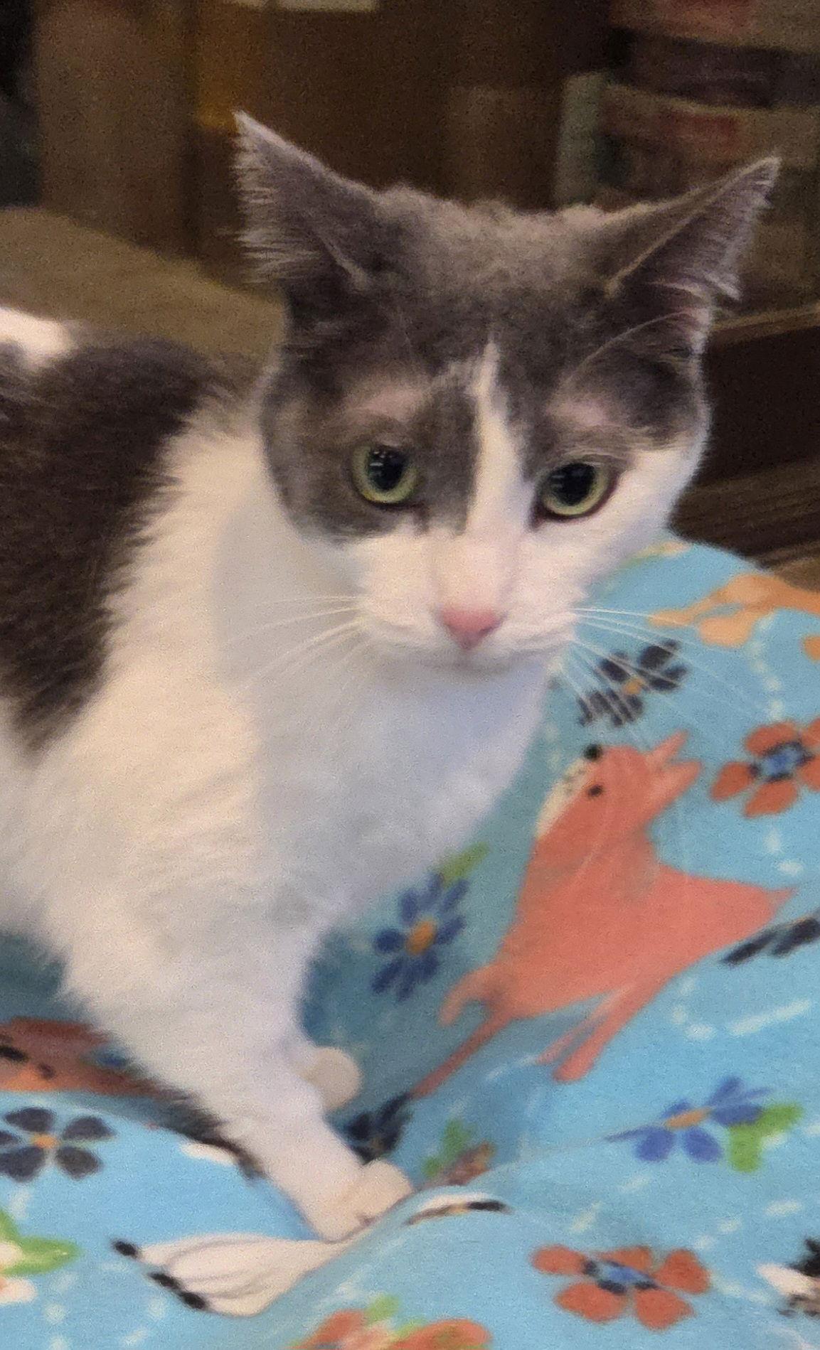 Enlarge Lucile, a Adoptable Domestic Short Hair in Forest Lake, MN image 2/2