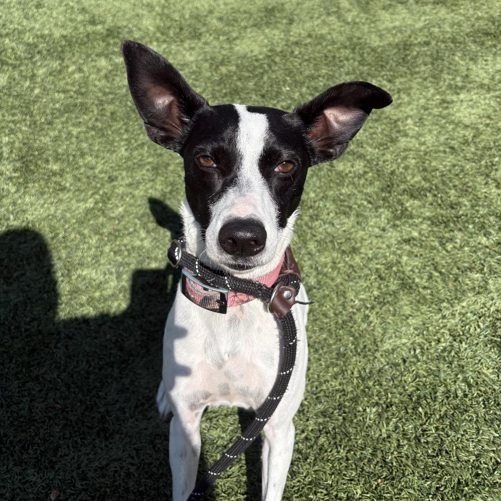 Tiffany, Adoptable, Adult Female Mixed Breed.