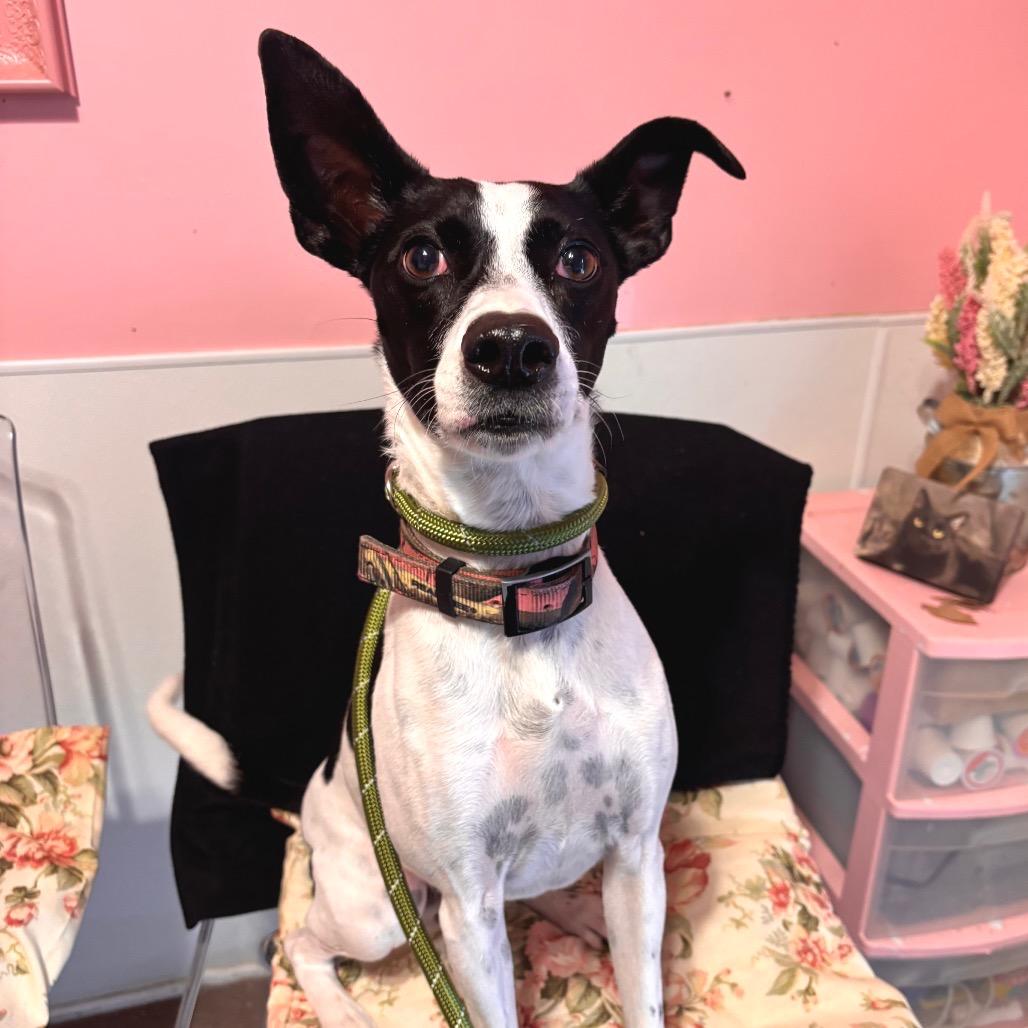 Enlarge Tiffany, a Adoptable Mixed Breed in Belleville, IL image 2/5