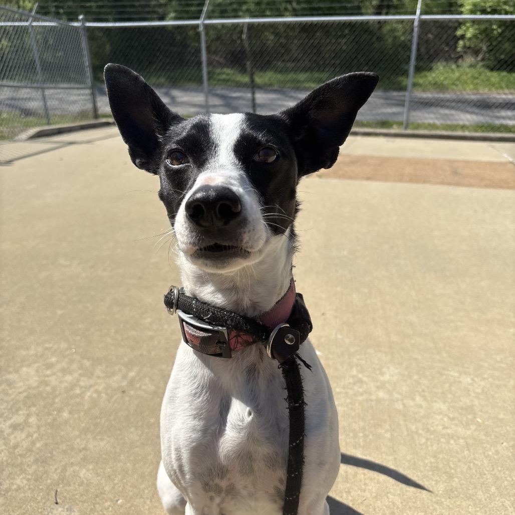 Enlarge Tiffany, a Adoptable Mixed Breed in Belleville, IL image 3/5
