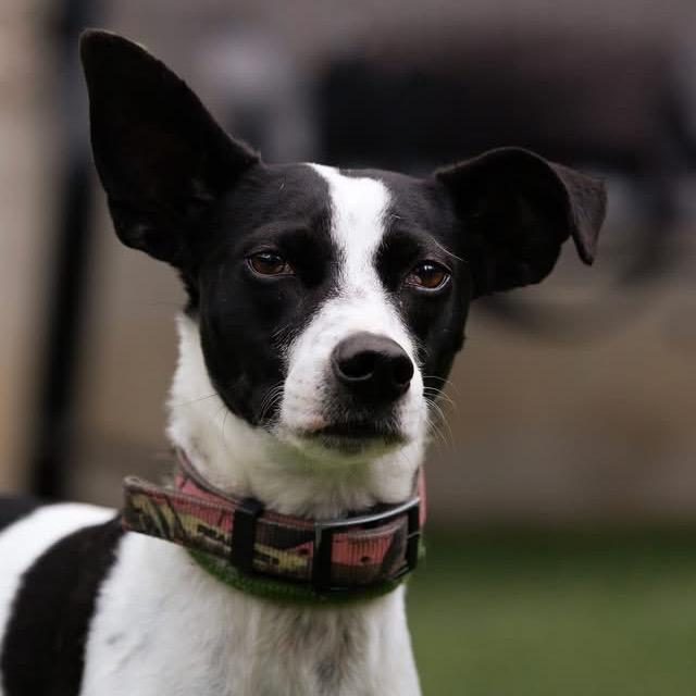 Enlarge Tiffany, a Adoptable Mixed Breed in Belleville, IL image 4/5