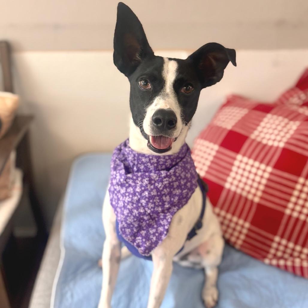 Enlarge Tiffany, a Adoptable Mixed Breed in Belleville, IL image 5/5