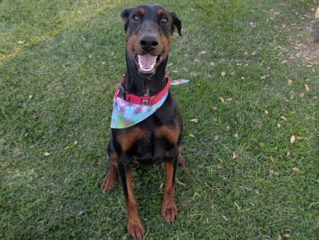 Enlarge NELLY, an adoptable Doberman Pinscher in San Clemente, CA image 1/4