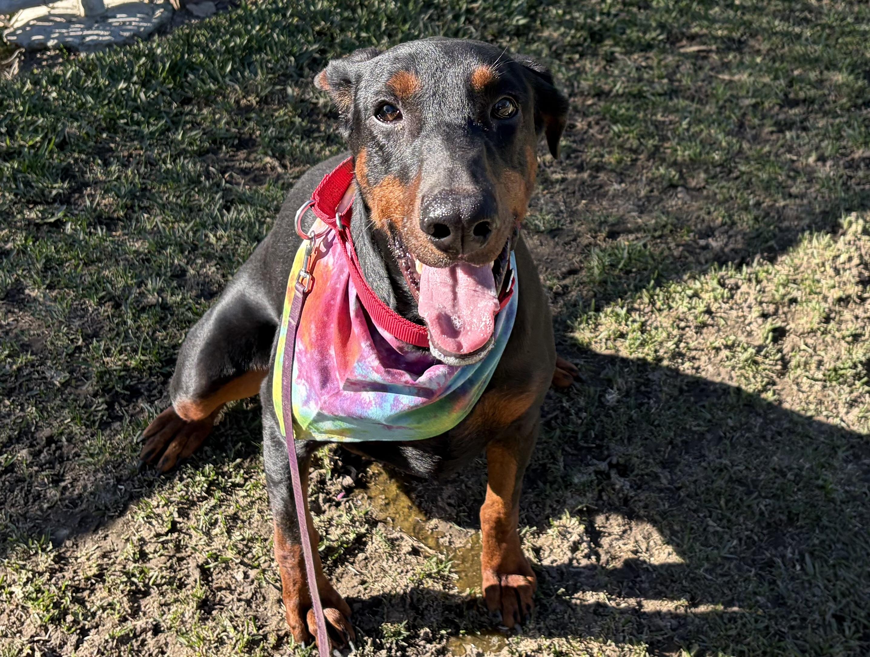 Enlarge NELLY, an adoptable Doberman Pinscher in San Clemente, CA image 2/4