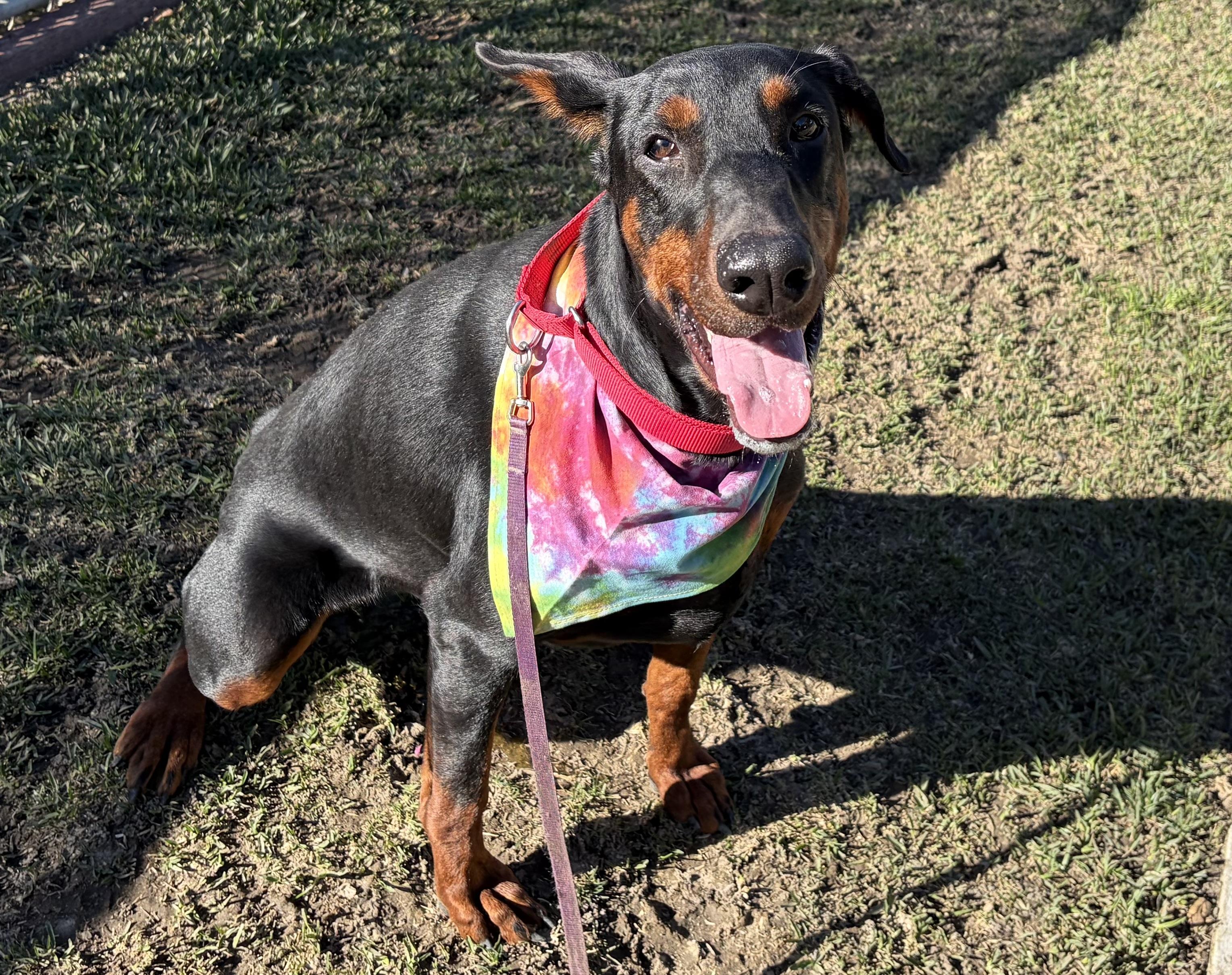 Enlarge NELLY, an adoptable Doberman Pinscher in San Clemente, CA image 3/4