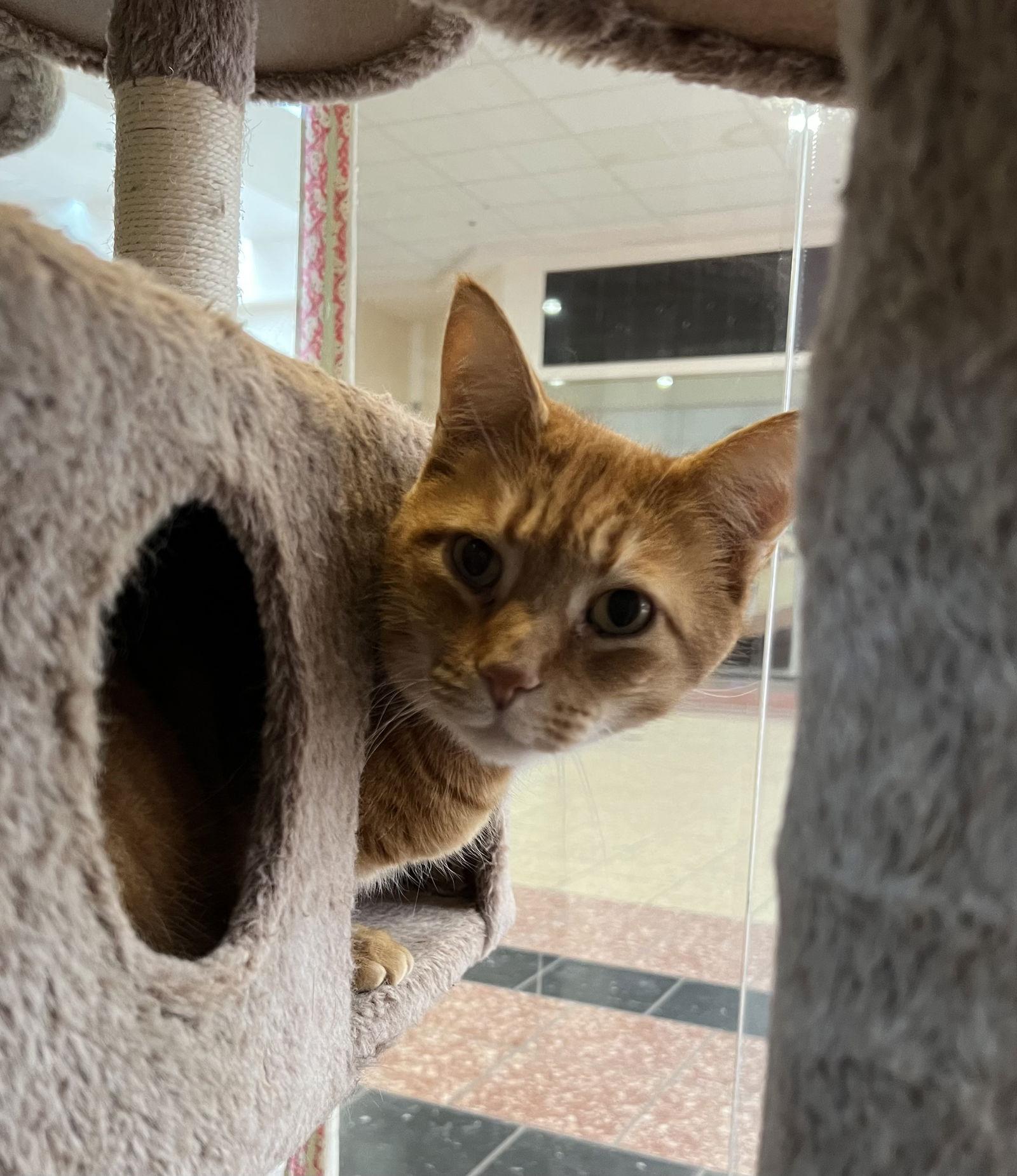 Blue, Adopted, Adult Male Domestic Short Hair.