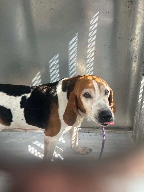Sansa, Adoptable, Adult Female Beagle.