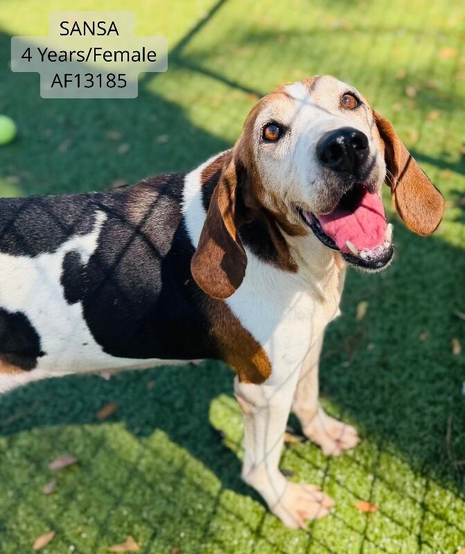 Enlarge Sansa, a Adoptable Beagle in Supply, NC image 2/2