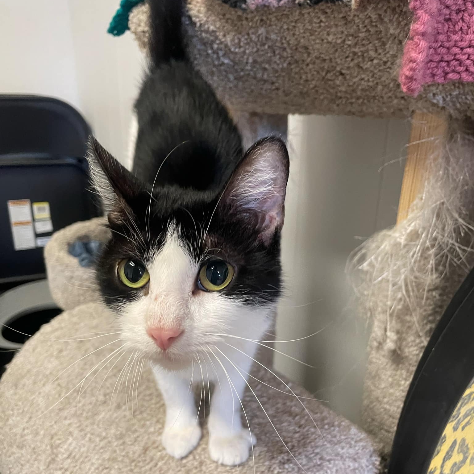 Enlarge Meadow, a Adoptable Domestic Short Hair in Wapakoneta, OH image 2/3