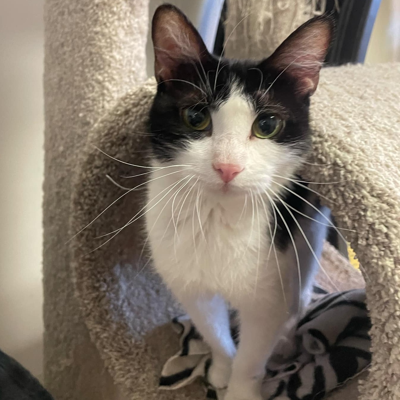 Enlarge Meadow, a Adoptable Domestic Short Hair in Wapakoneta, OH image 3/3