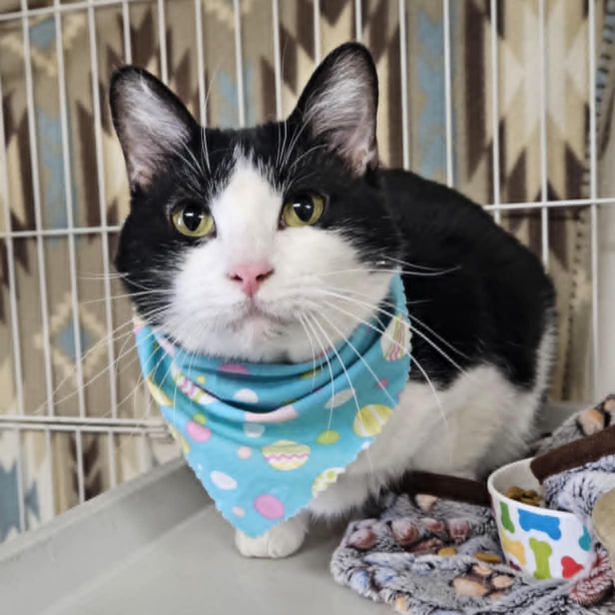 Enlarge Meadow, a Adoptable Domestic Short Hair in Wapakoneta, OH image 1/3