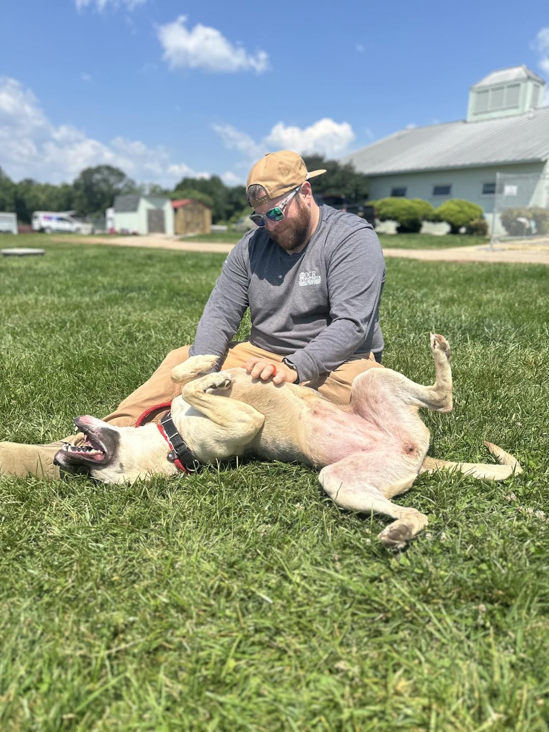 Luna, a Adopted German Shepherd Dog in Amherst, VA image 2/5