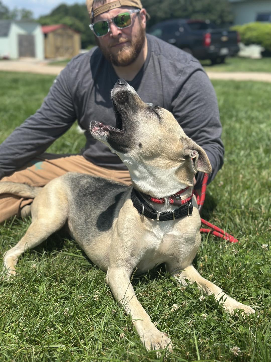 Luna, a Adopted German Shepherd Dog in Amherst, VA image 5/5