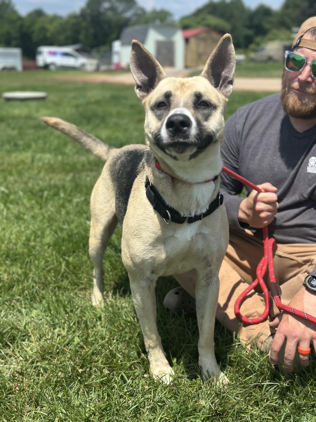 Luna, a Adopted German Shepherd Dog in Amherst, VA image 3/5