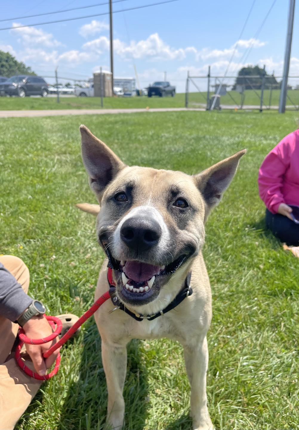 Luna, Adopted, Young Female German Shepherd Dog.