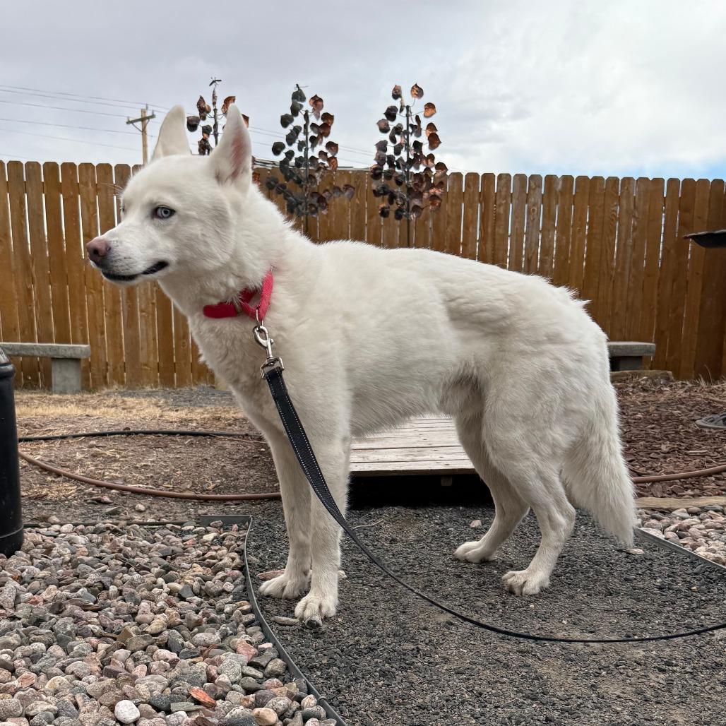 Enlarge Bolt, a Adoptable mixed breed in Cheyenne, WY image 1/5