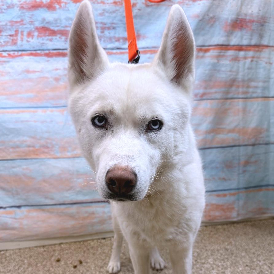 Enlarge Bolt, a Adoptable mixed breed in Cheyenne, WY image 2/5