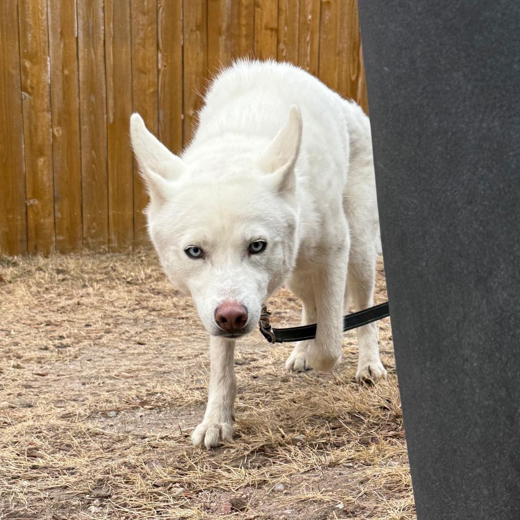 Enlarge Bolt, a Adoptable mixed breed in Cheyenne, WY image 3/5