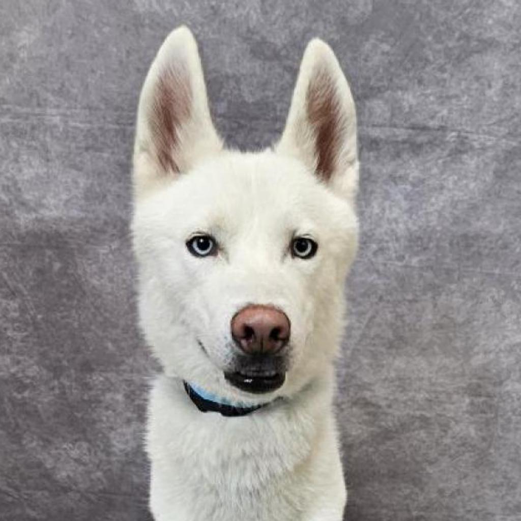 Enlarge Bolt, a Adoptable mixed breed in Cheyenne, WY image 5/5