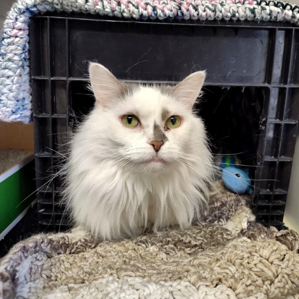 Enlarge Tiff, a Adoptable Domestic Long Hair in Norfolk, NE image 1/1