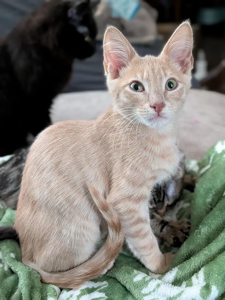 Cinta — thumbnail 2