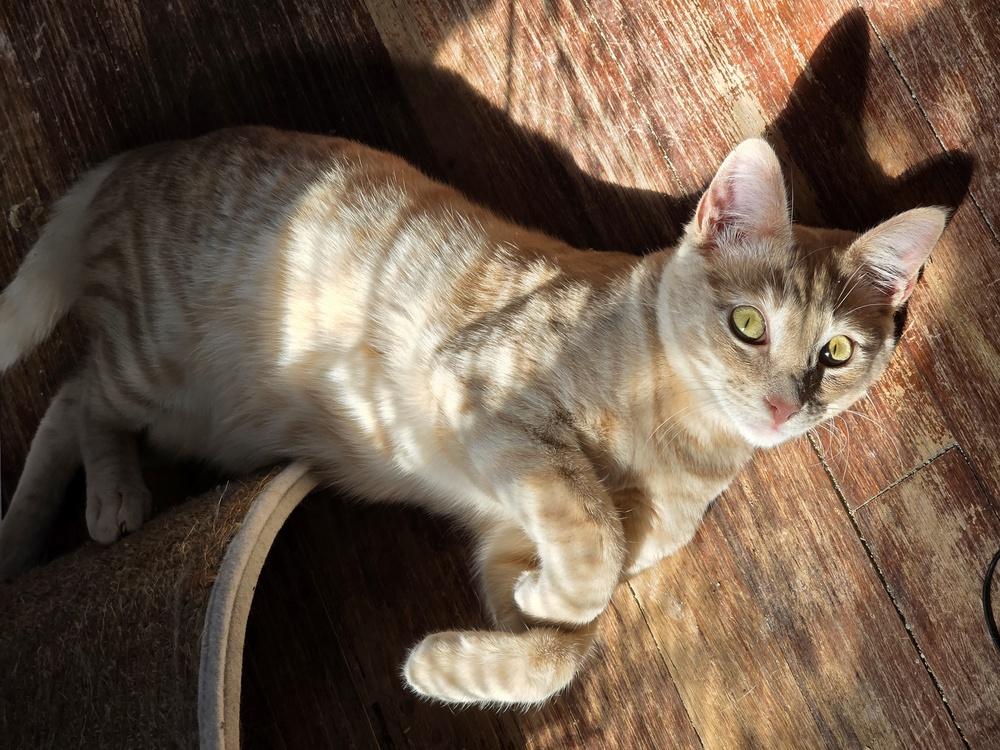 Cinta — thumbnail 3