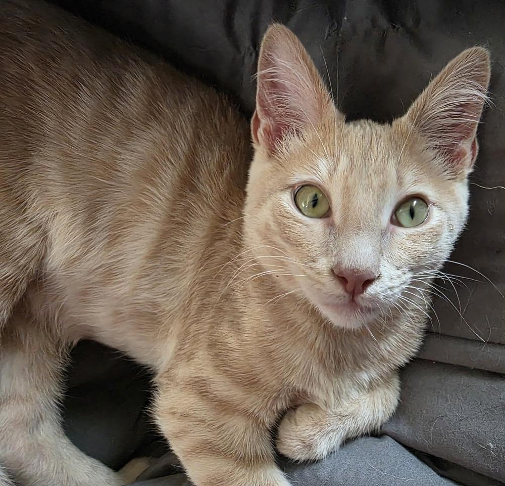 Cinta — thumbnail 4