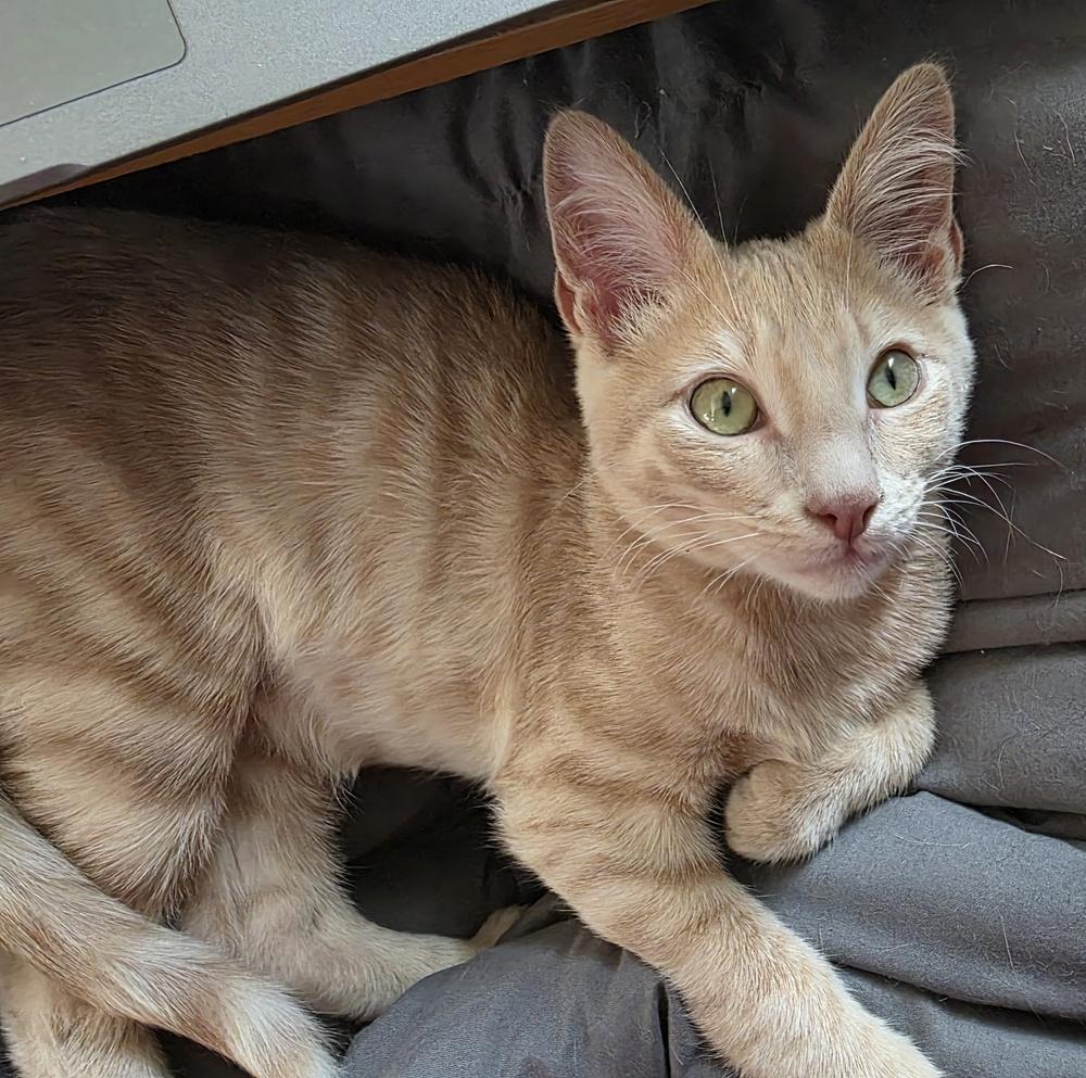 Cinta — thumbnail 5