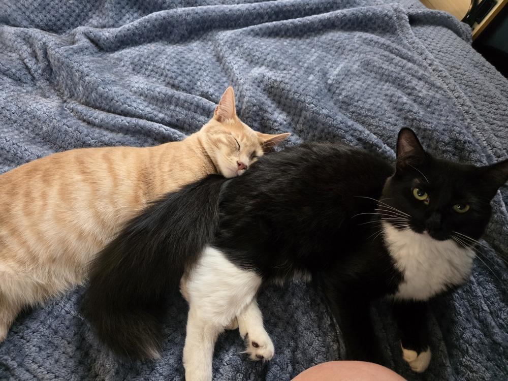 Cinta — thumbnail 6