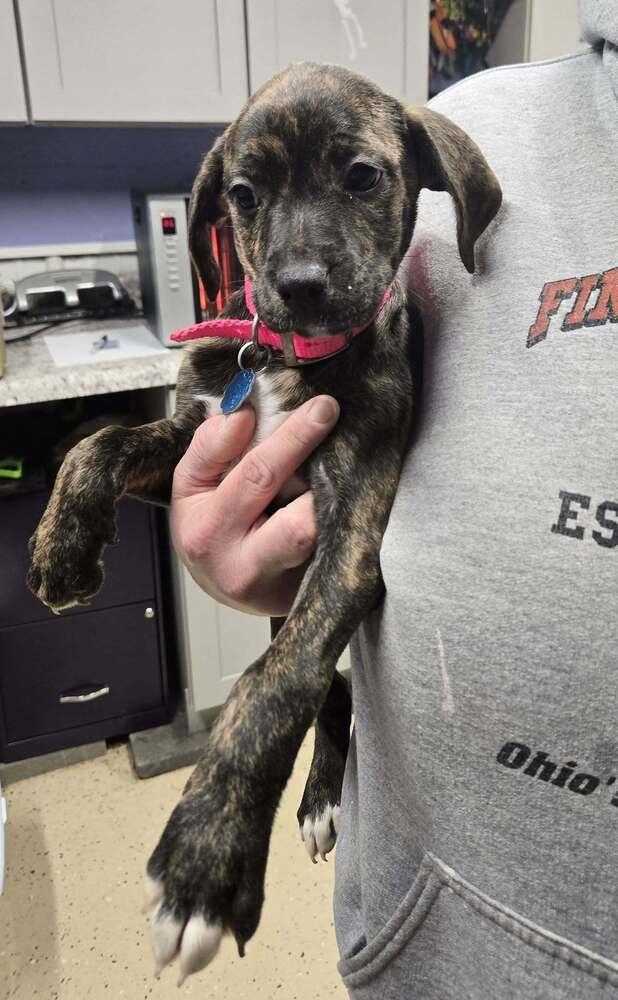Enlarge Peggy, a Adoptable Plott Hound in Waverly, OH image 1/1