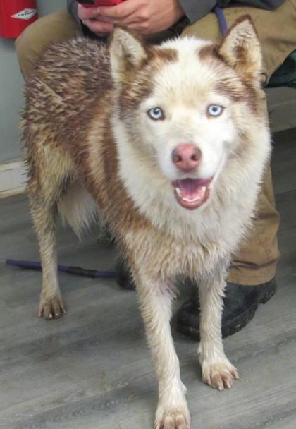 Teena, Adoptable, Adult Female Siberian Husky.