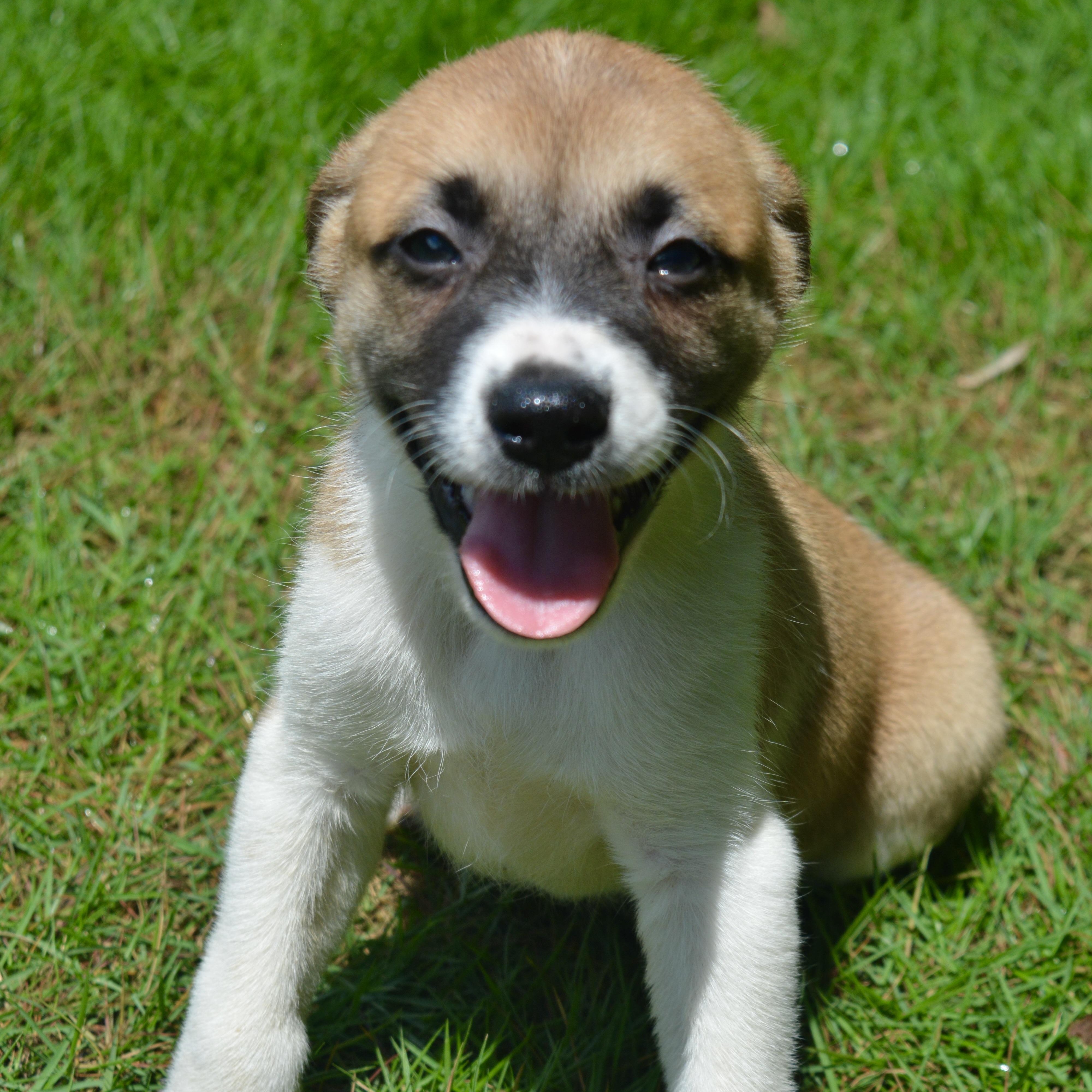 Bandit, a Adoptable mixed breed in Pelham, AL image 4/6