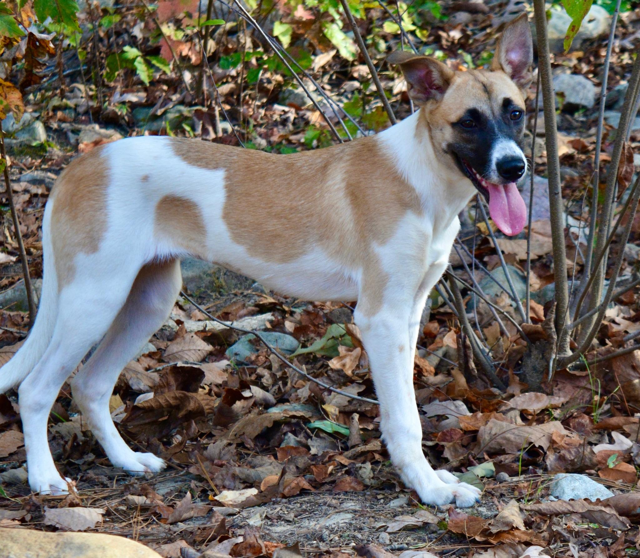Bandit, a Adoptable mixed breed in Pelham, AL image 2/6