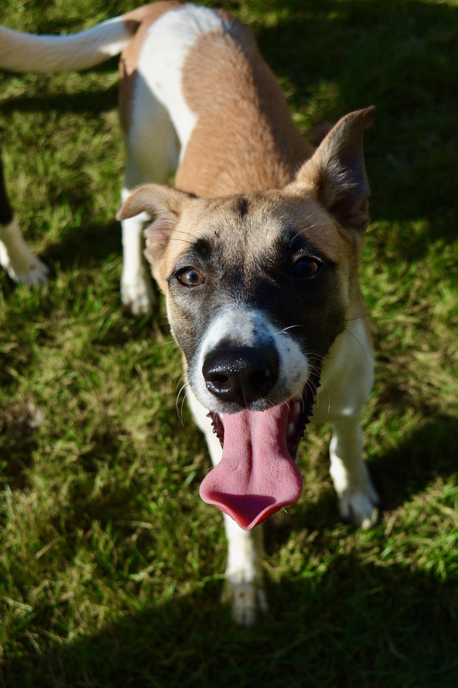 Bandit, a Adoptable mixed breed in Pelham, AL image 6/6