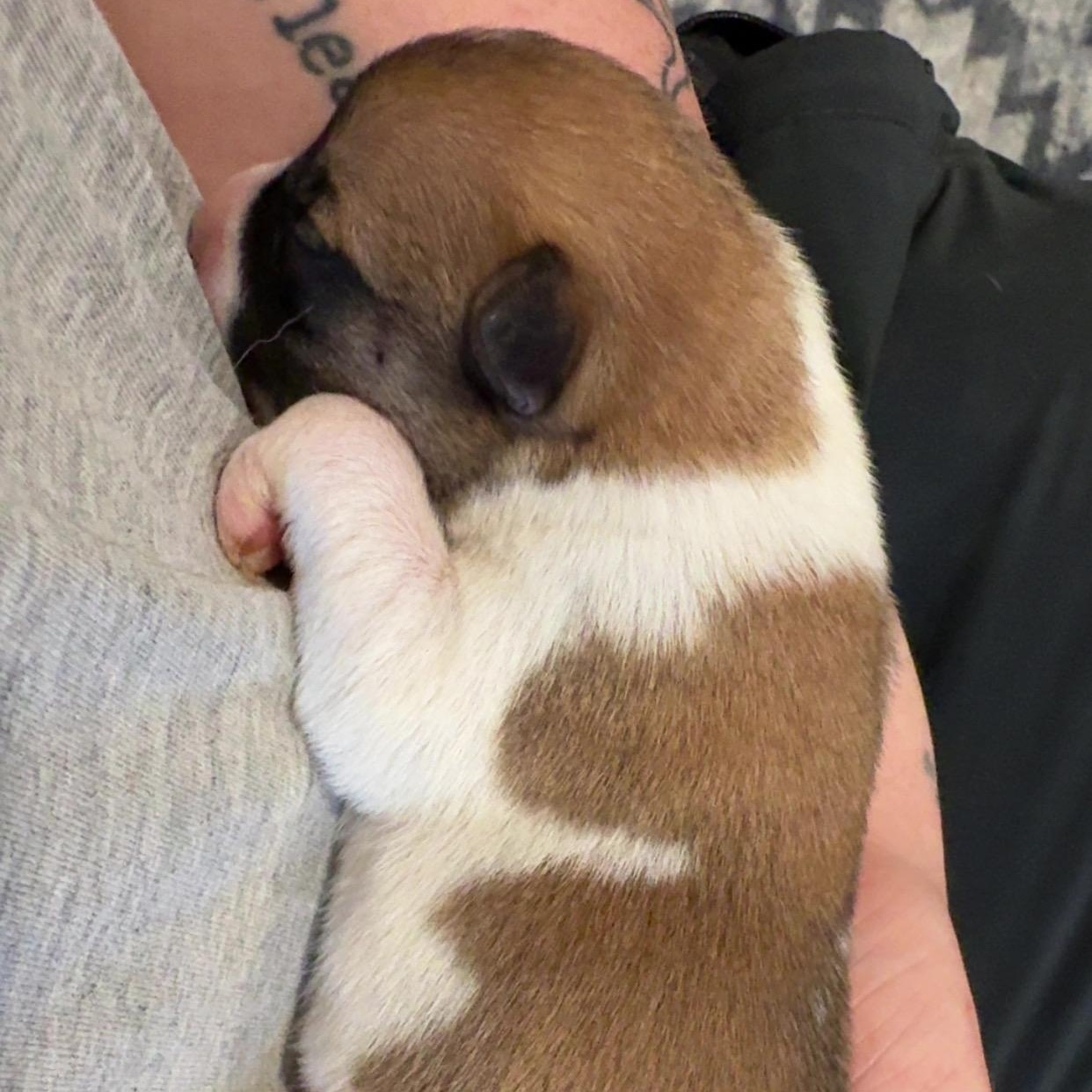 Bandit, a Adoptable mixed breed in Pelham, AL image 5/6