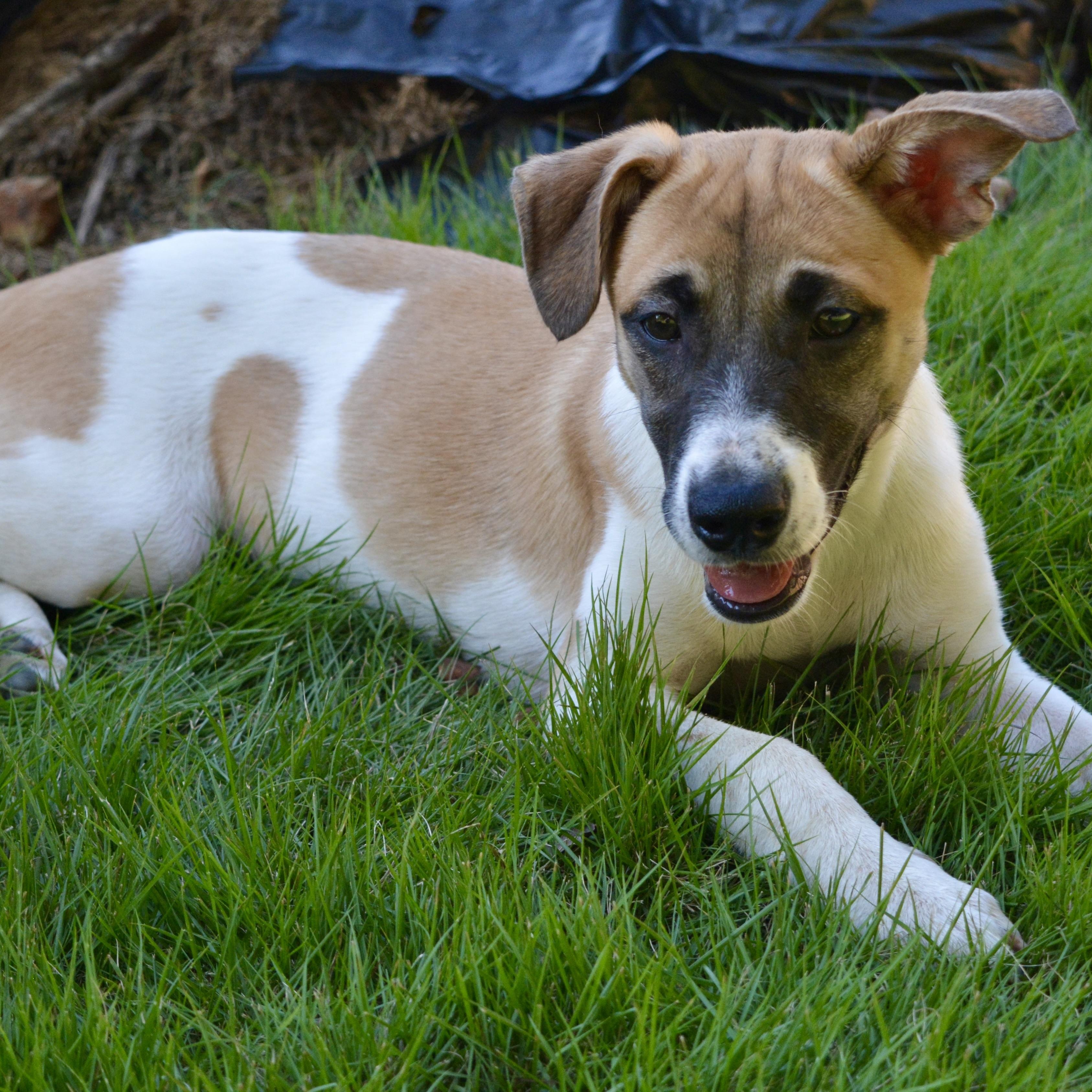 Bandit, a Adoptable mixed breed in Pelham, AL image 3/6