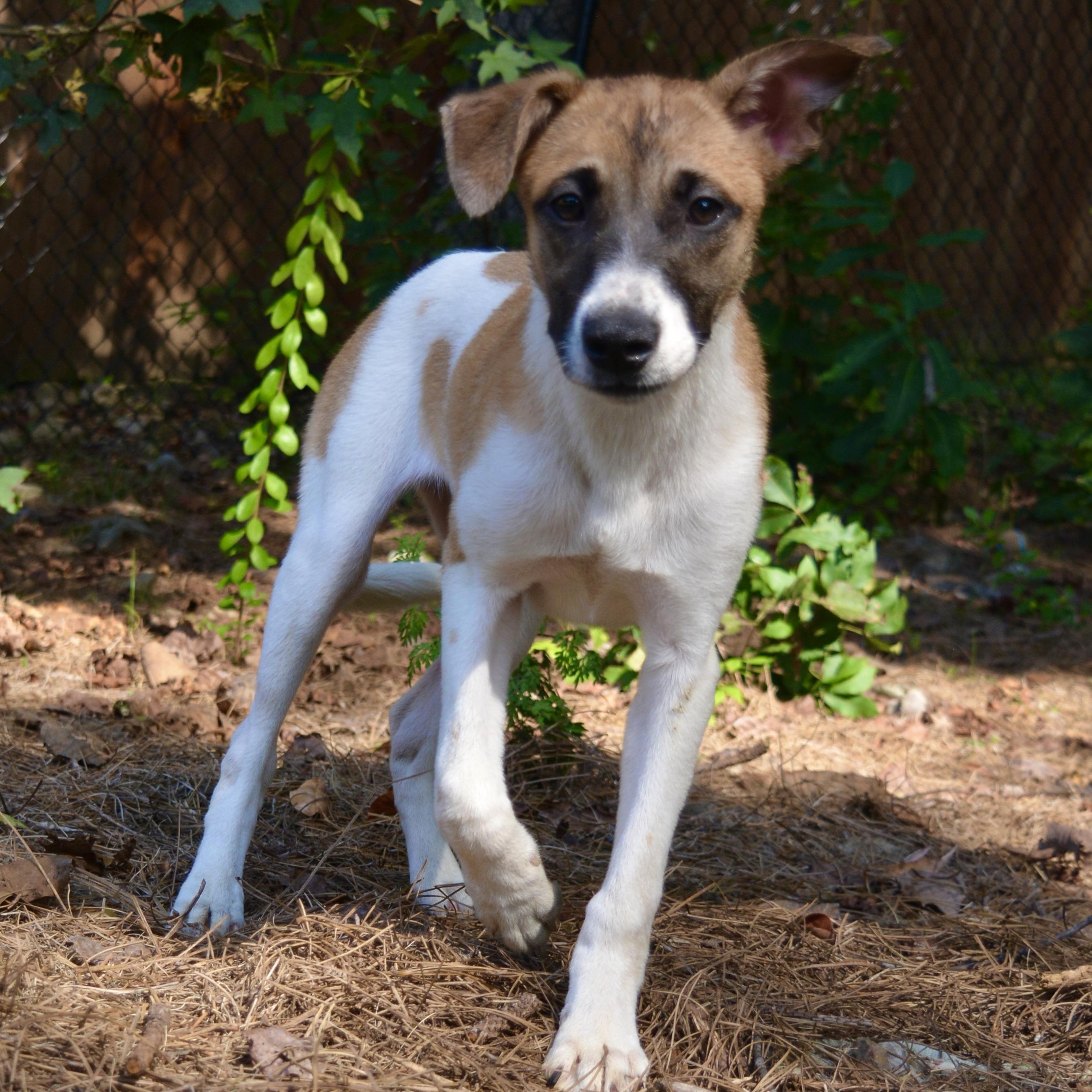 Bandit, a Adoptable mixed breed in Pelham, AL image 1/6