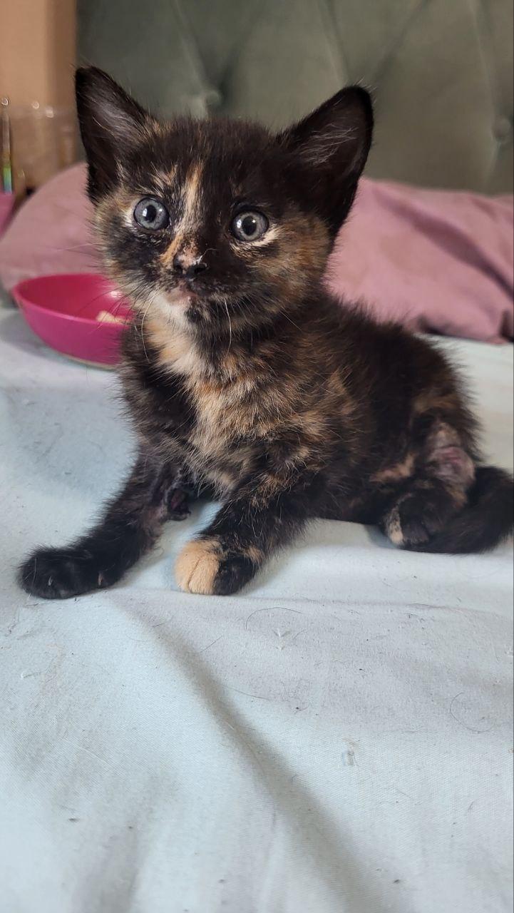 Malibu, a Adopted Domestic Short Hair in Arlington, TX image 5/6