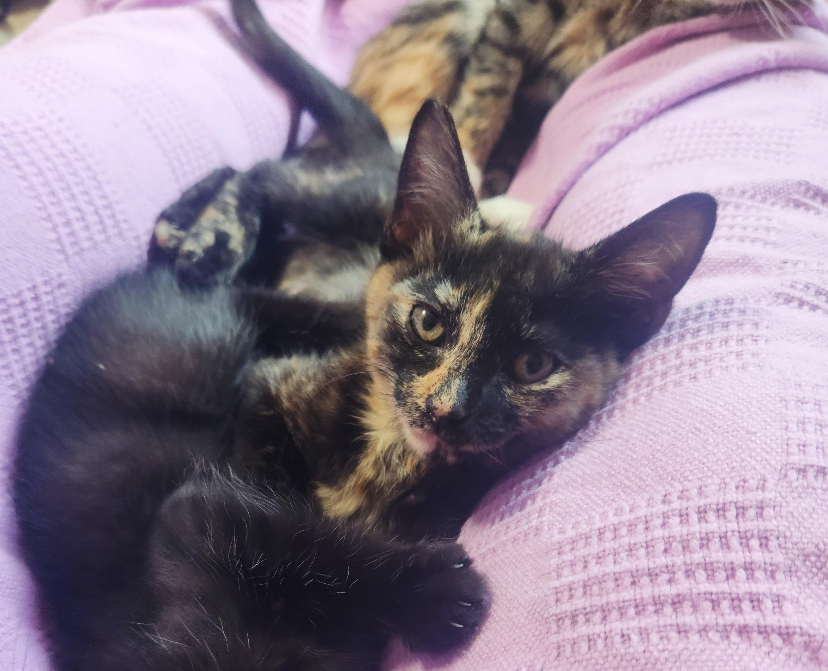 Malibu, a Adopted Domestic Short Hair in Arlington, TX image 6/6