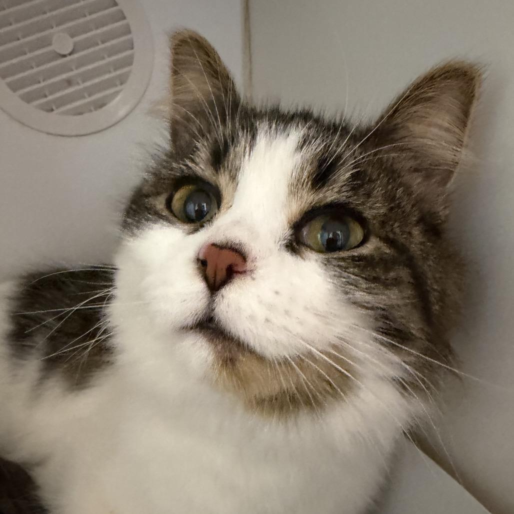 Hummus - Adoption Pending!, Adoptable, Young Female Domestic Short Hair.