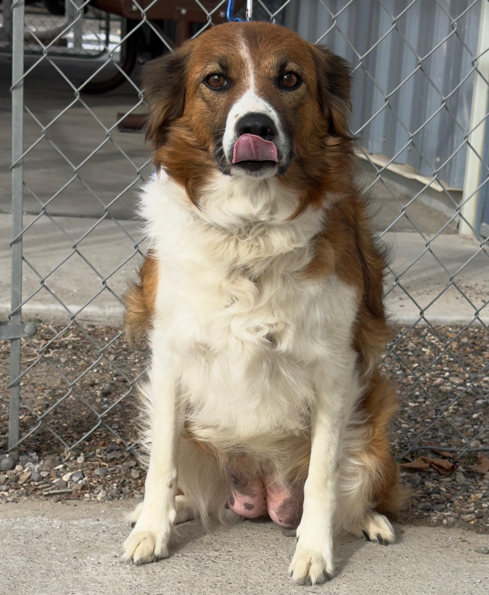60139365, ADOPTABLE, Adult Female Border Collie.